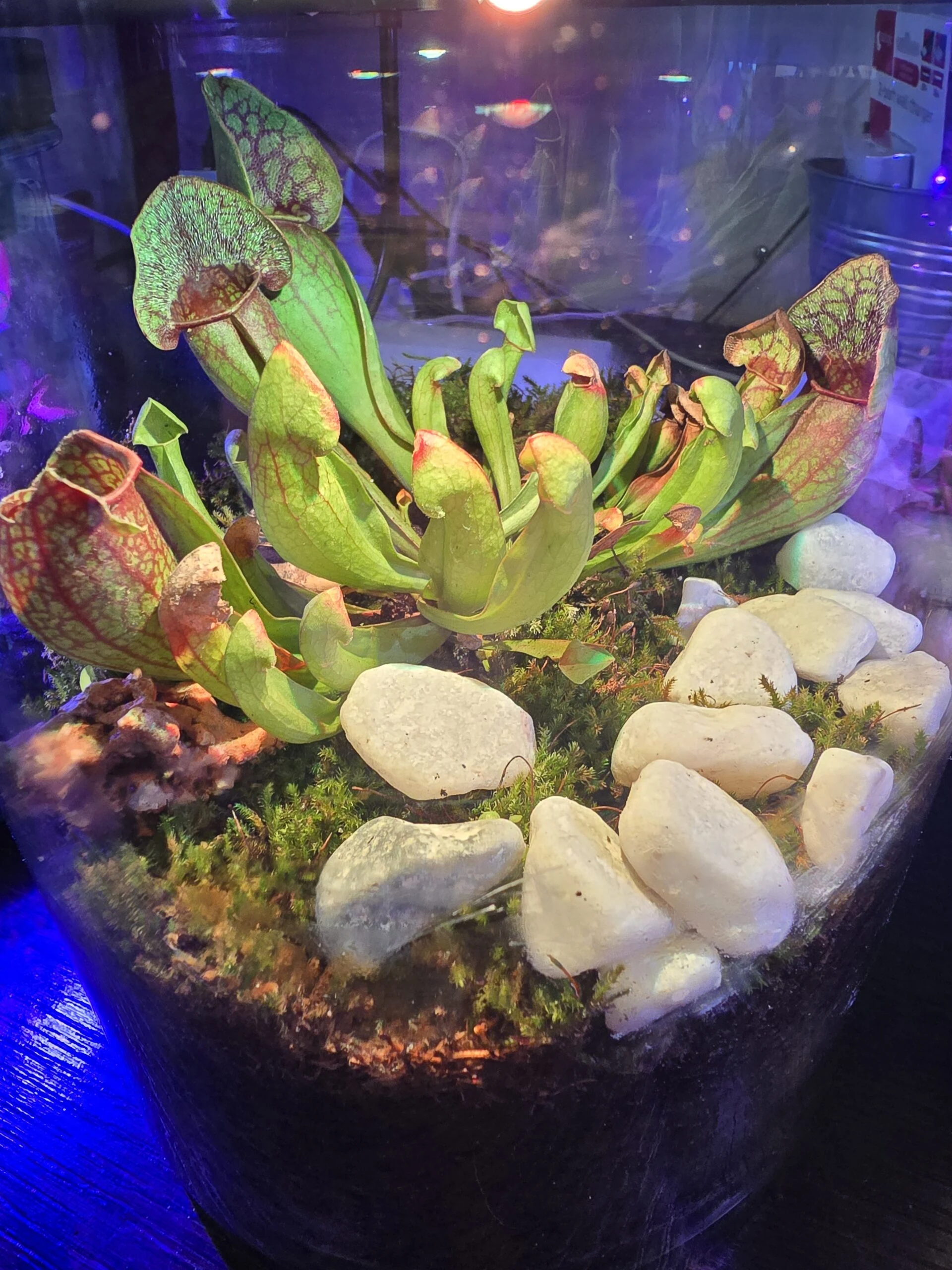 Piante carnivore in un terrario illuminato