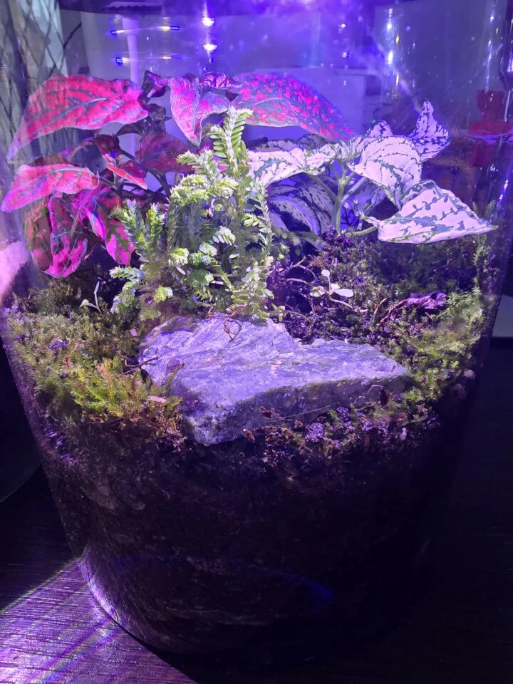 Terrario Evoluto 4L Automazioni, immagine 4